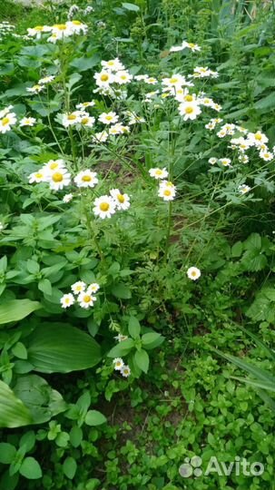 Пижма девичья