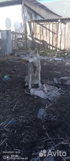 Западно сибирская лайка