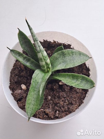 Крассула, Сансевиерия