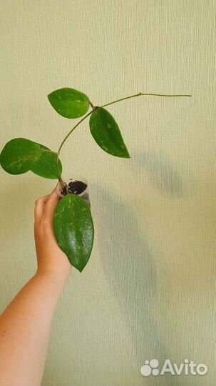 Обновлено. Хойя разные укоренённые черенки