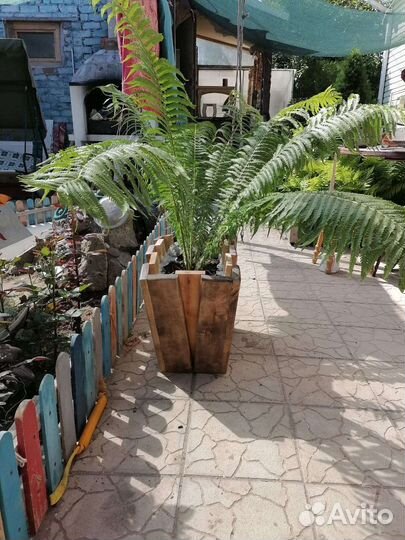 Папоротник в горшке