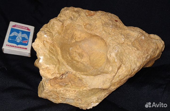 Камень древний с отпечатком ракушки