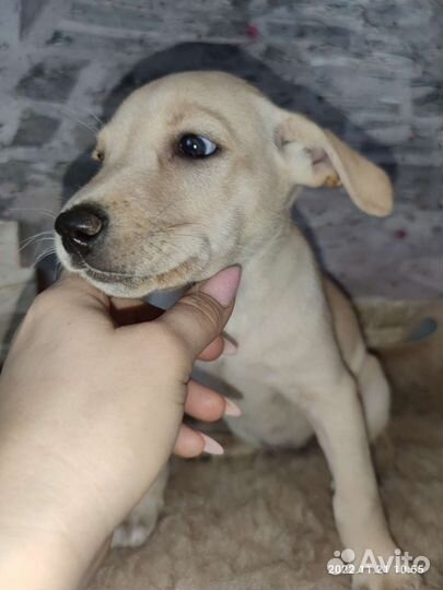 Ксоло девочка стандарт