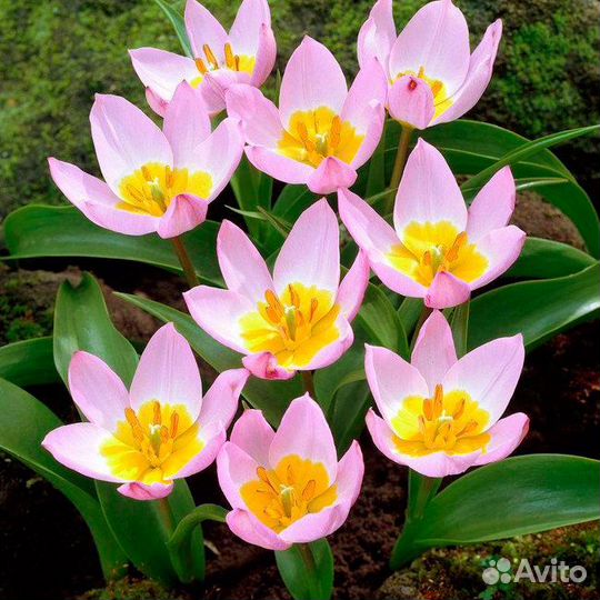 Мини тюльпаны. Луковицы