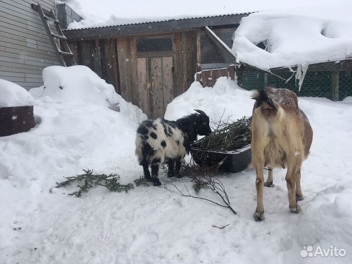 Козлик камерунский