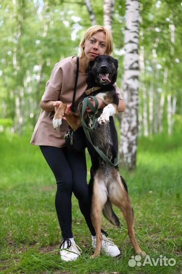 Собаки щенки немецкая из приюта