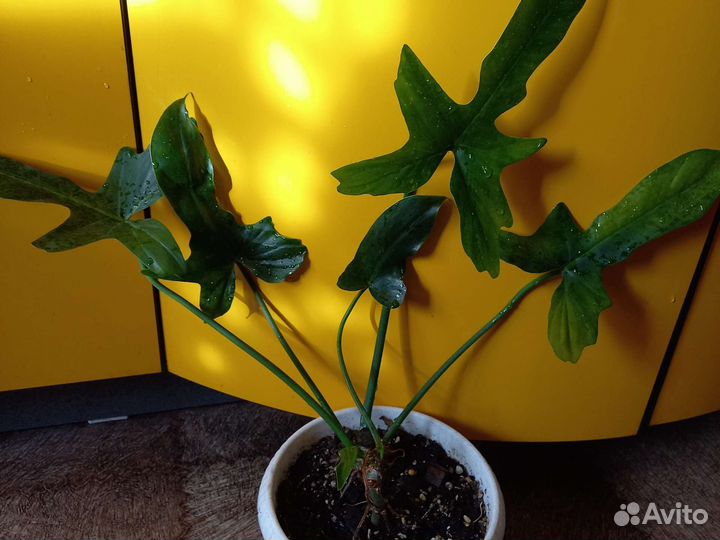 Домашние цветы 6