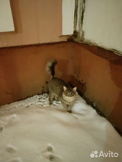 Котенок в добрые руки