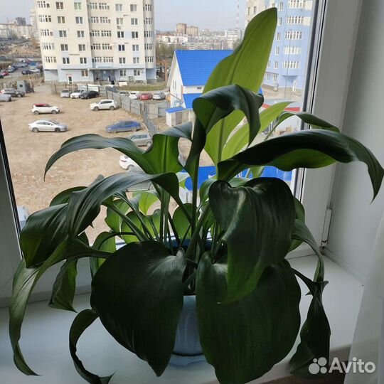 Хлорофитум