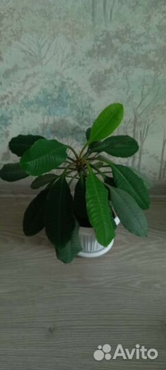 Молочай беложильчатый