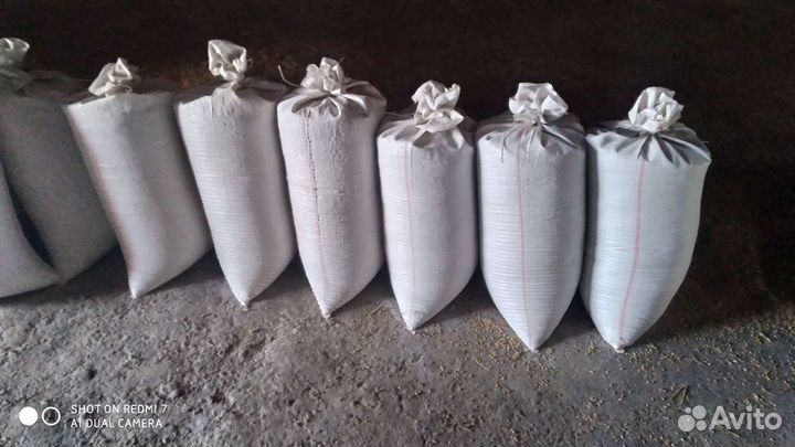 Ячмень, пшеница