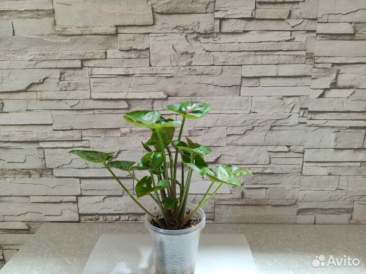 Сингониум Тиффани