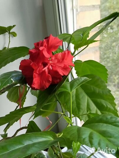 Китайская роза