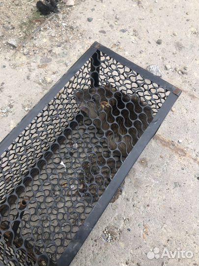 Шиншилла ручные