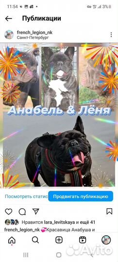 Французский бульдог щенки