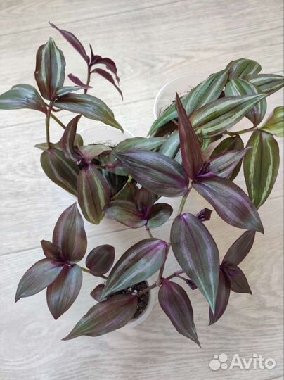 Традесканция