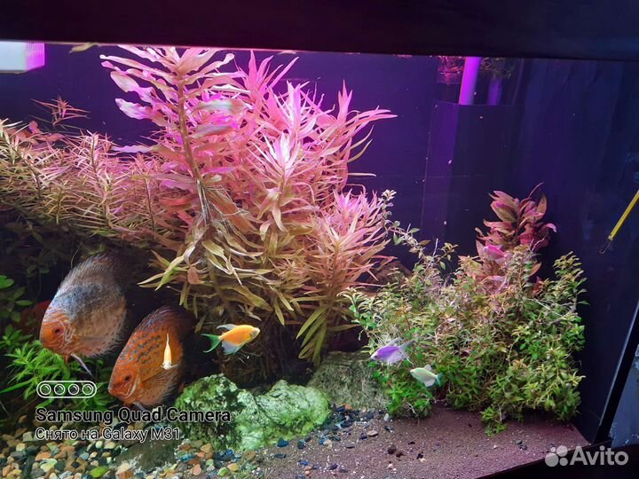 Растения для аквариума