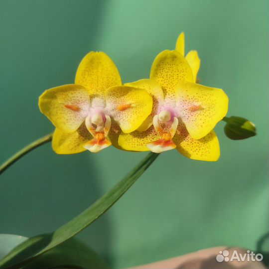 Орхидея green batman