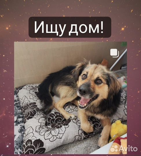 Собака в добрые руки