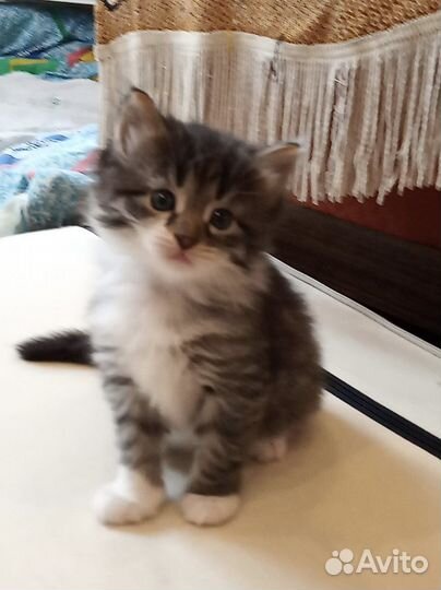 Котенок мальчик