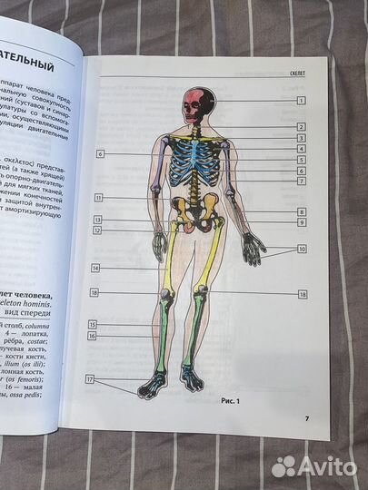 Анатомия человека. Г.Л.Билич. Зигалова. Боянович