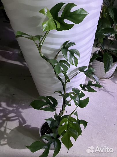 Монстера минима Рафидофора