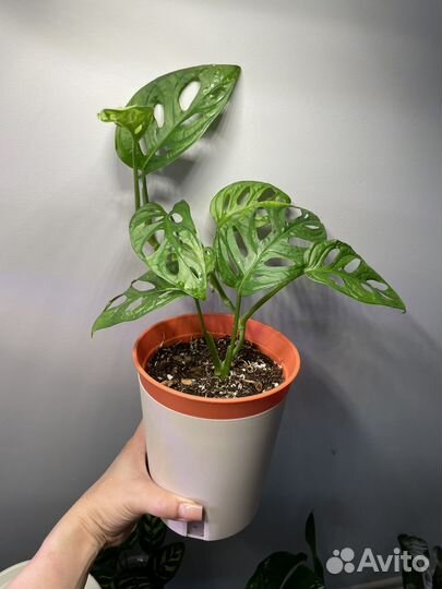 Монстера Адансона