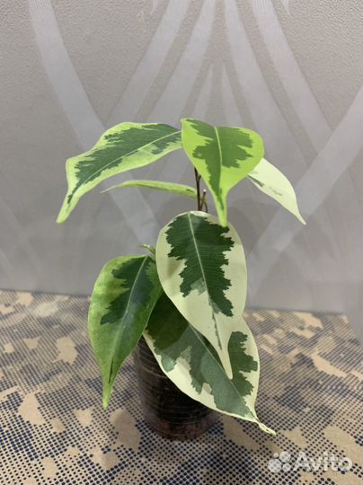 Монстера альба