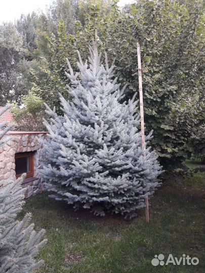 Ель колючая glauca (голубая) Высота от 150см