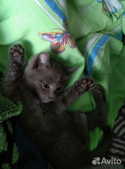 Котёнок серый