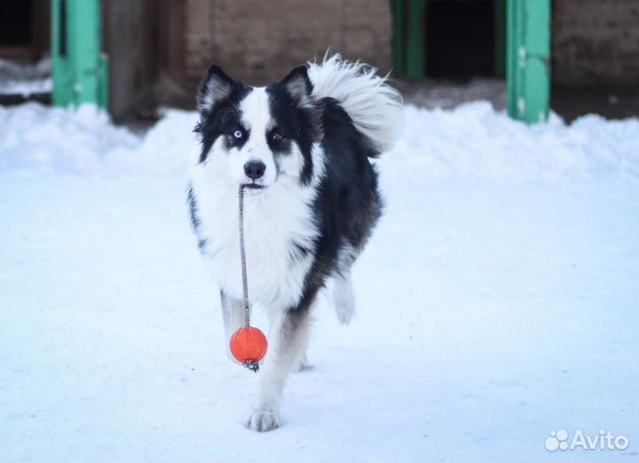 Собака для фотосессии