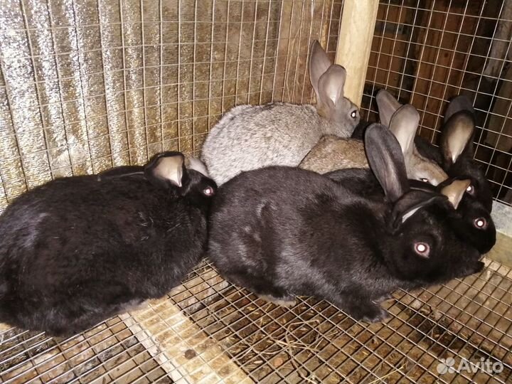 Кролики молодняк много
