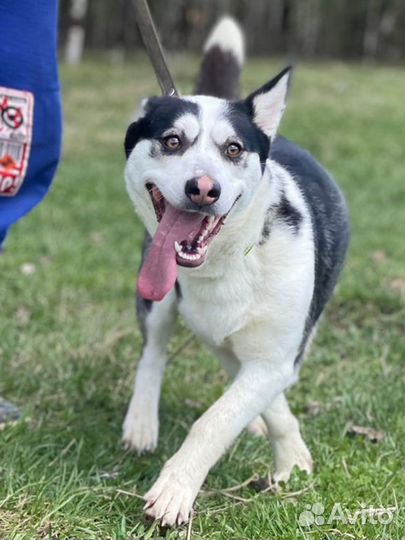 Небольшая Собака в дар