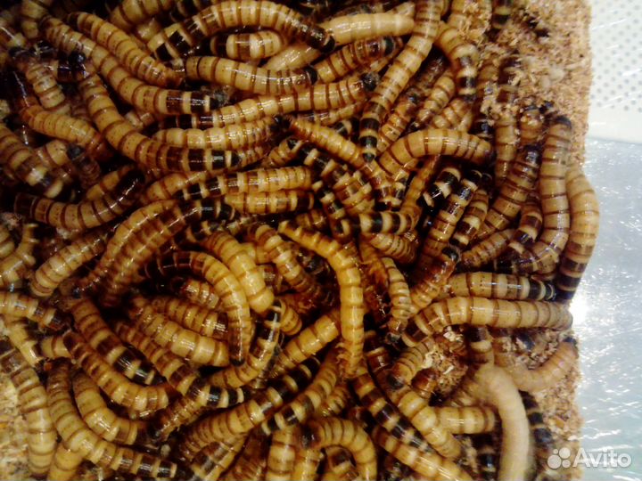 Насекомые: Сверчки, тараканы, муравьи