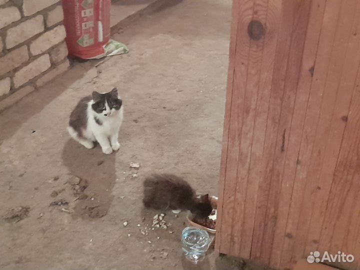Кошка с котенком в дар