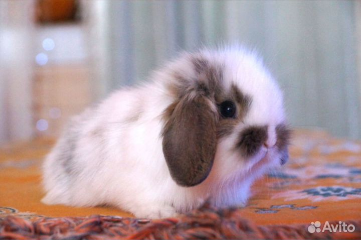 Декоративные кролики карликовые минилопы