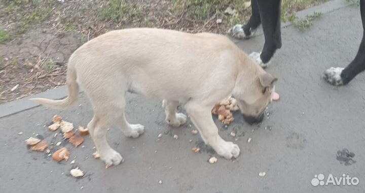 Собачка в добрые руки