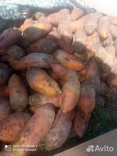 Свекла кормовая