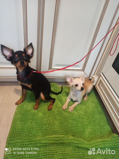 Собаки щенки