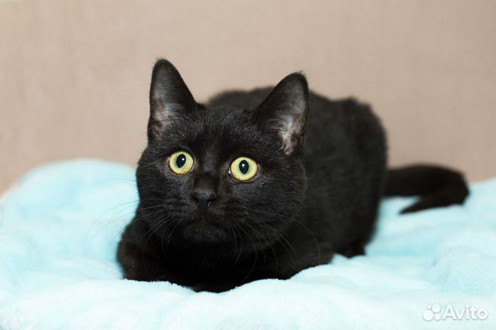 Черный кот в добрые руки