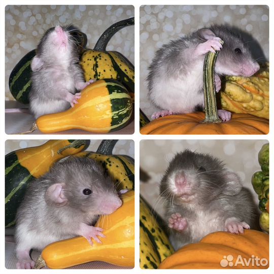 Крысята Дамбо редкие окрасы и типы шерсти