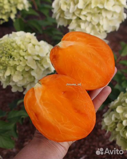 Семена томат Ослиные уши золотые