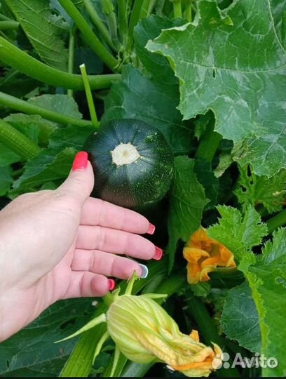 Картофель,Зелень укропа, петрушка