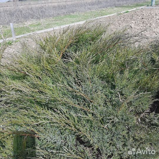 Продается казацкий можжевельник