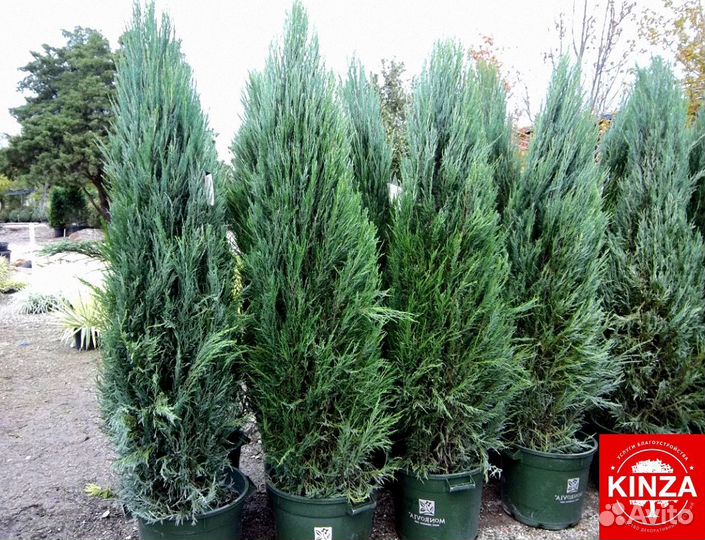 Можжевельник скайрокет для дачи