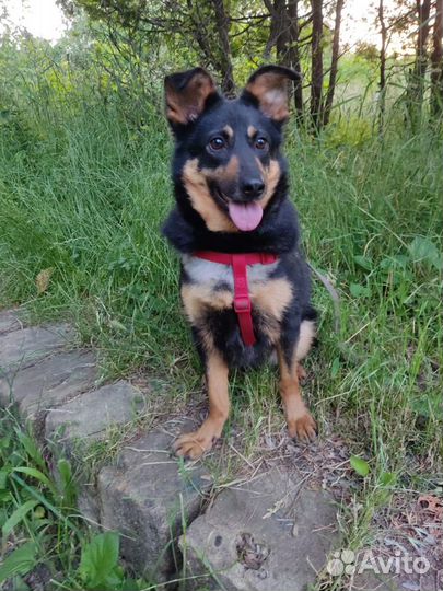 Ищет дом не большая Собачка Шайло