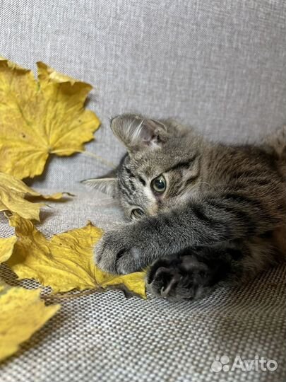 Котенок Валера 2 месяца