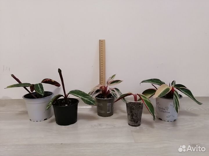 Строманта триколор,мультиколор,мэджик стар