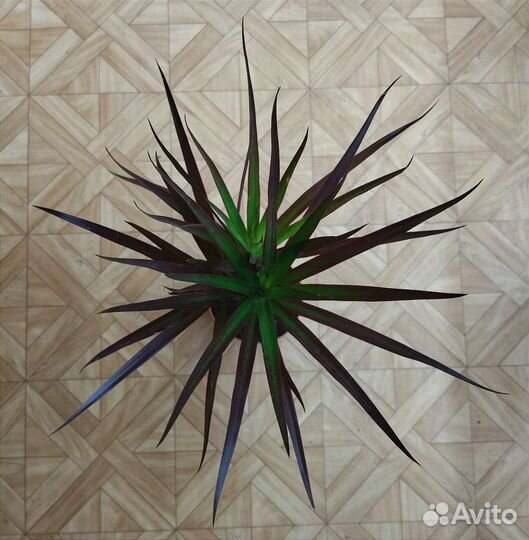 Драцена Маргината Маджента / Marginata Magenta