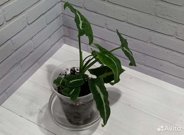 Сингониум Вэнленда